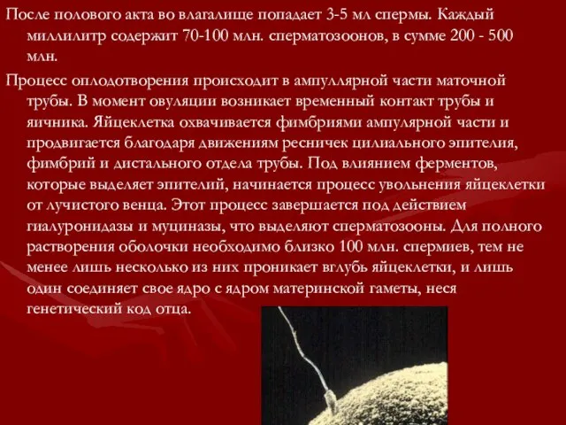 После полового акта во влагалище попадает 3-5 мл спермы. Каждый миллилитр