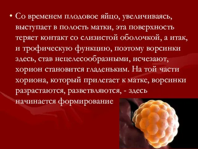 Со временем плодовое яйцо, увеличиваясь, выступает в полость матки, эта поверхность