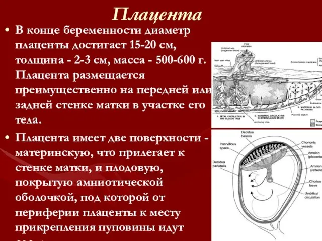 Плацента В конце беременности диаметр плаценты достигает 15-20 см, толщина -