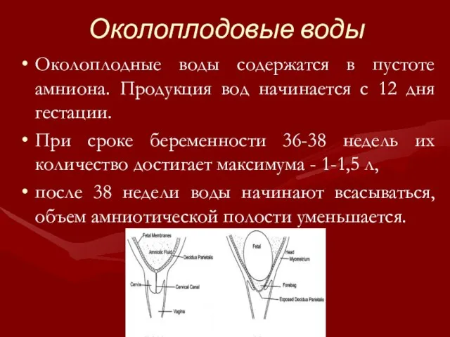 Околоплодовые воды Околоплодные воды содержатся в пустоте амниона. Продукция вод начинается