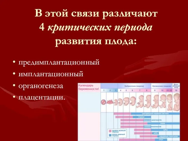 В этой связи различают 4 критических периода развития плода: предимплантационный имплантационный органогенеза плацентации.