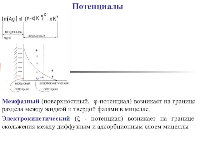 Потенциалы Межфазный (поверхностный, φ-потенциал) возникает на границе раздела между жидкой и