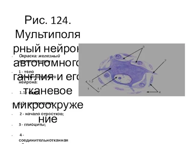 Рис. 124. Мультиполярный нейрон автономного ганглия и его тканевое микроокружение Окраска: