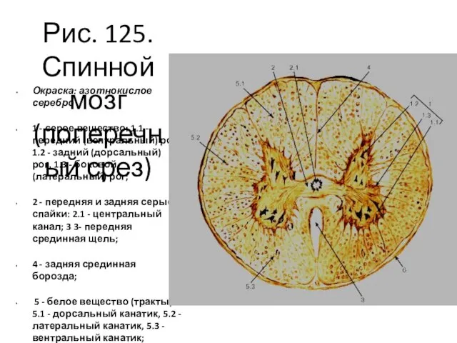 Рис. 125. Спинной мозг (поперечный срез) Окраска: азотнокислое серебро 1 -