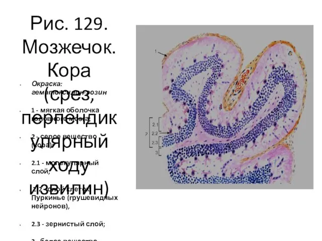 Рис. 129. Мозжечок. Кора (срез, перпендикулярный ходу извилин) Окраска: гематоксилин-эозин 1