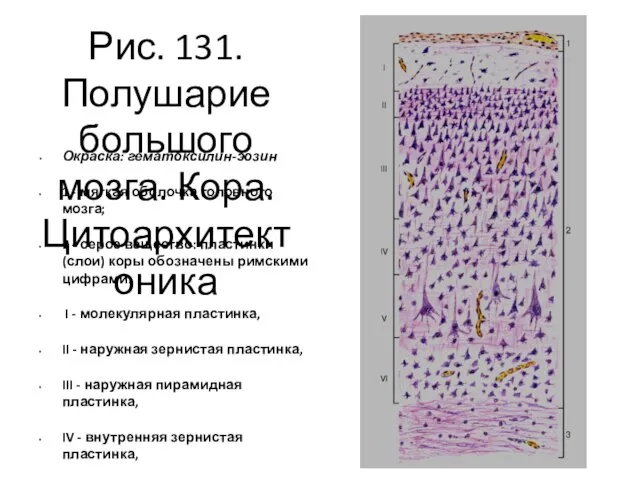 Рис. 131. Полушарие большого мозга. Кора. Цитоархитектоника Окраска: гематоксилин-эозин 1 -