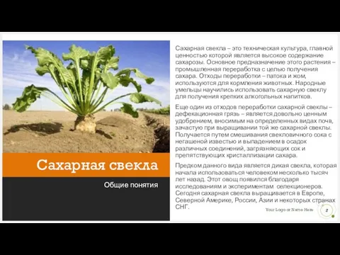 Сахарная свекла Общие понятия Сахарная свекла – это техническая культура, главной