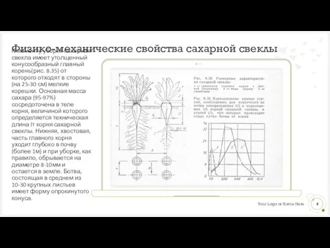 Физико-механические свойства сахарной свеклы К моменту уборки сахарная свекла имеет утолщенный