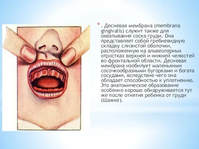 . Десневая мембрана (membrana gingivalis) служит также для охватывания соска груди.