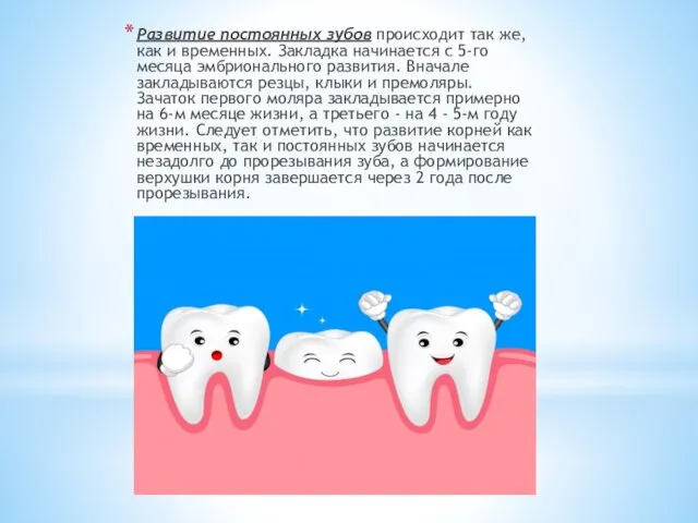 Развитие постоянных зубов происходит так же, как и временных. Закладка начинается