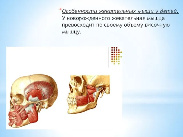 Особенности жевательных мышц у детей. У новорожденного жеватель­ная мышца превосходит по своему объе­му височную мышцу.