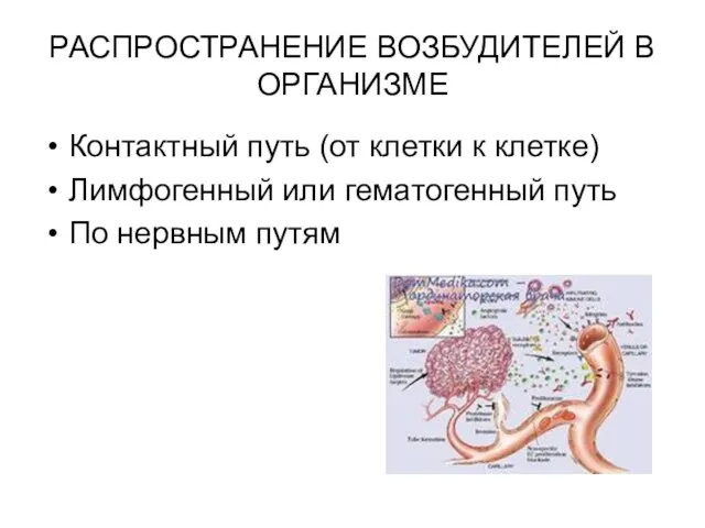 РАСПРОСТРАНЕНИЕ ВОЗБУДИТЕЛЕЙ В ОРГАНИЗМЕ Контактный путь (от клетки к клетке) Лимфогенный