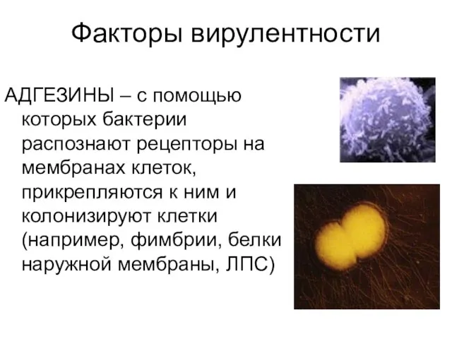 Факторы вирулентности АДГЕЗИНЫ – с помощью которых бактерии распознают рецепторы на