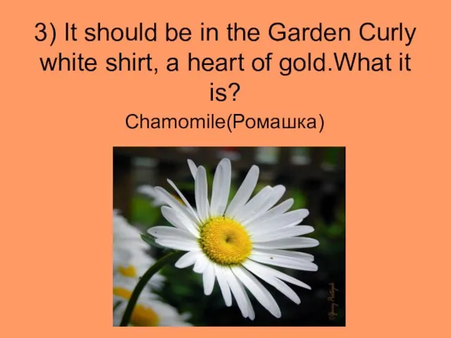 3) It should be in the Garden Curly white shirt, a
