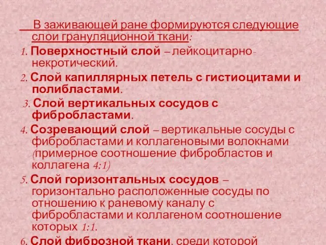 В заживающей ране формируются следующие слои грануляционной ткани: 1. Поверхностный слой