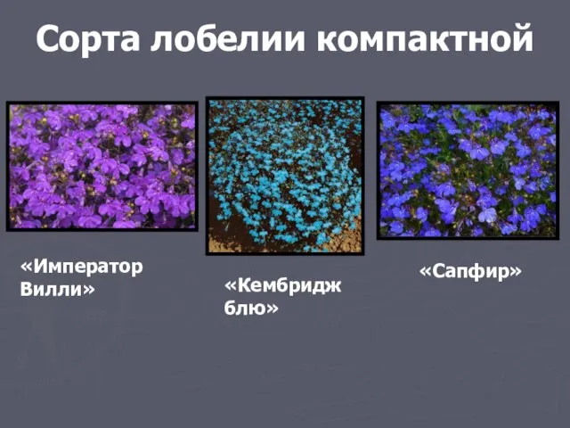 Сорта лобелии компактной «Император Вилли» «Кембридж блю» «Сапфир»