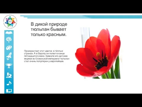 В дикой природе тюльпан бывает только красным. Произрастает этот цветок в