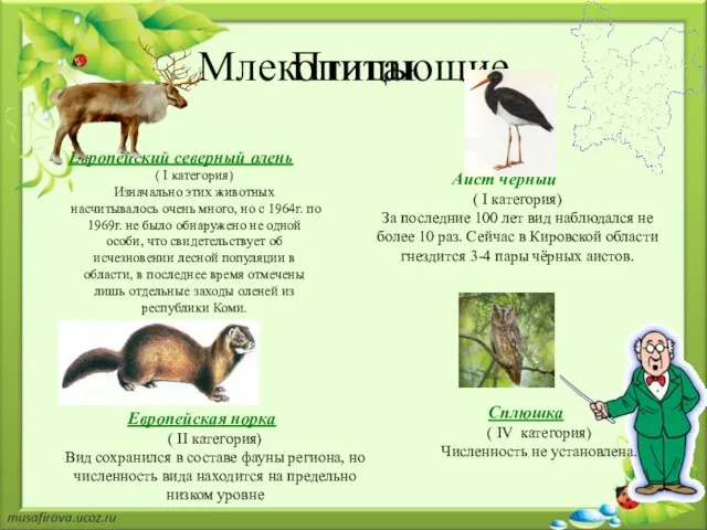 Млекопитающие Европейский северный олень ( I категория) Изначально этих животных насчитывалось