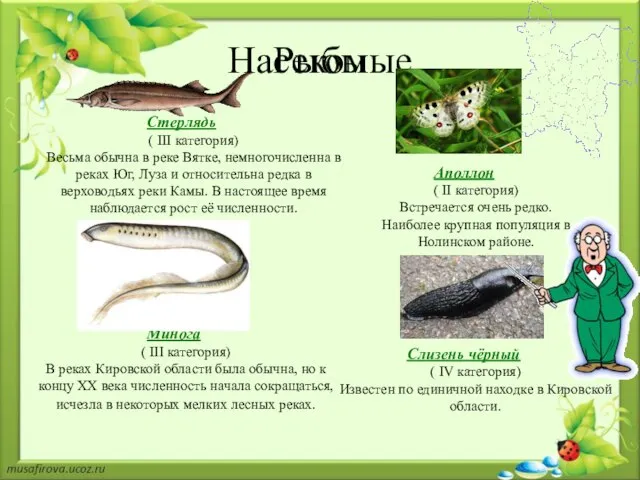 Рыбы Стерлядь ( III категория) Весьма обычна в реке Вятке, немногочисленна