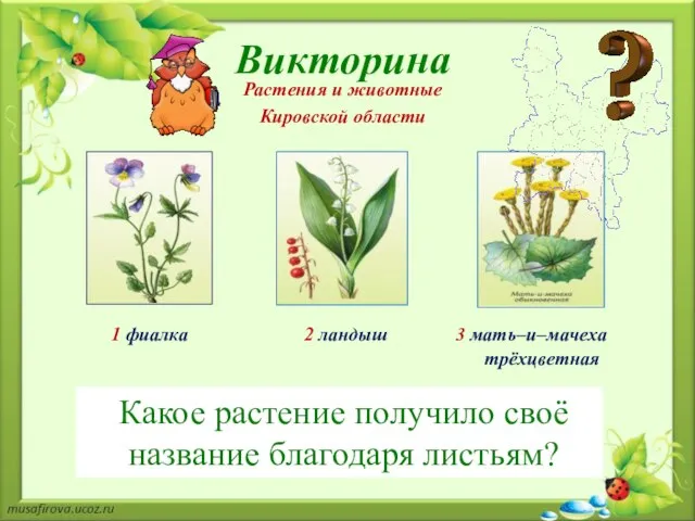 1 фиалка 2 ландыш 3 мать–и–мачеха трёхцветная Какое растение получило своё