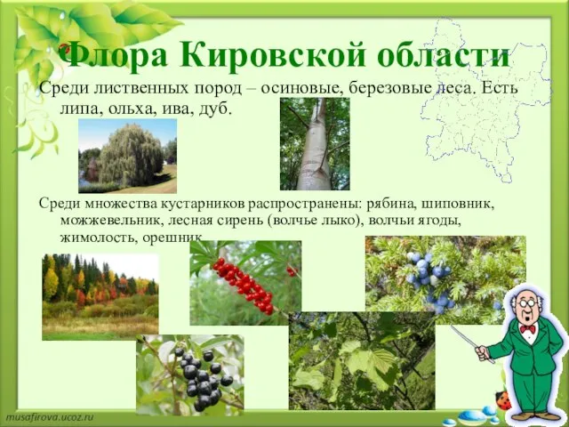 Среди лиственных пород – осиновые, березовые леса. Есть липа, ольха, ива,