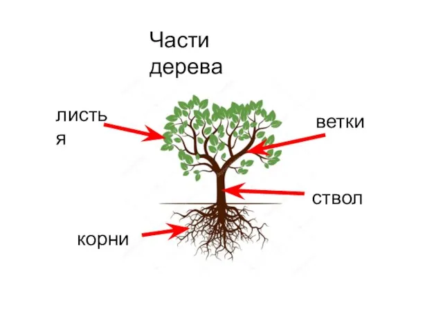 листья корни ветки ствол Части дерева