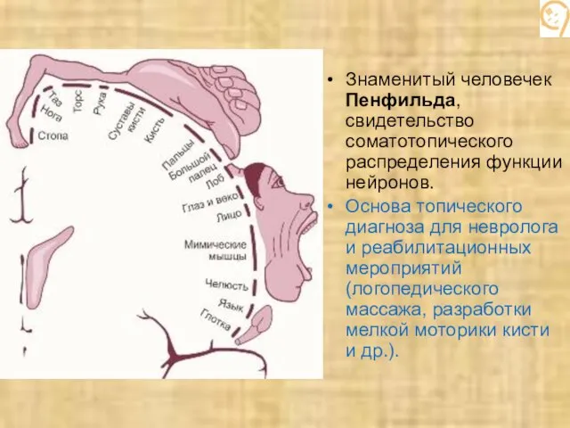 Знаменитый человечек Пенфильда, свидетельство соматотопического распределения функции нейронов. Основа топического диагноза