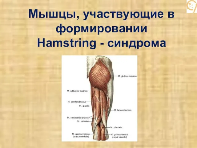 Мышцы, участвующие в формировании Hamstring - синдрома