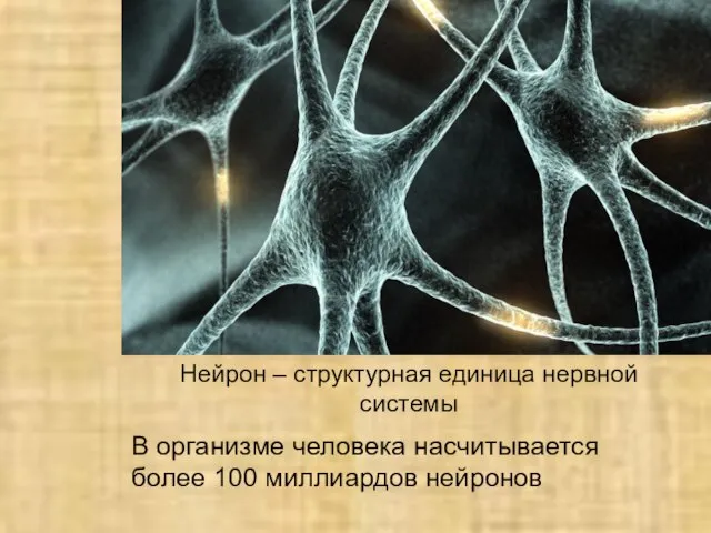 В организме человека насчитывается более 100 миллиардов нейронов Нейрон – структурная единица нервной системы