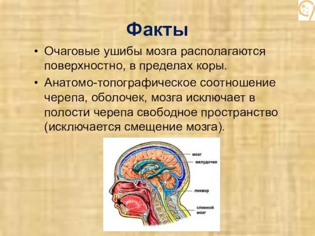 Факты Очаговые ушибы мозга располагаются поверхностно, в пределах коры. Анатомо-топографическое соотношение