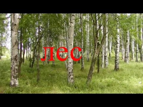 лес