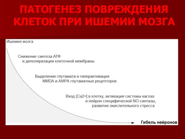 ПАТОГЕНЕЗ ПОВРЕЖДЕНИЯ КЛЕТОК ПРИ ИШЕМИИ МОЗГА