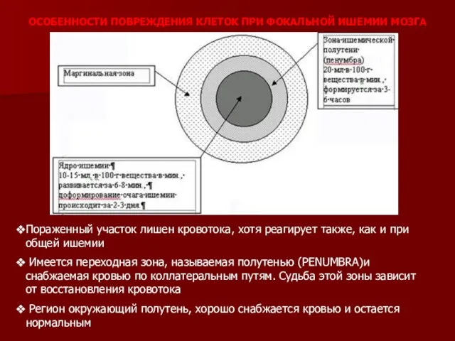 ОСОБЕННОСТИ ПОВРЕЖДЕНИЯ КЛЕТОК ПРИ ФОКАЛЬНОЙ ИШЕМИИ МОЗГА Пораженный участок лишен кровотока,