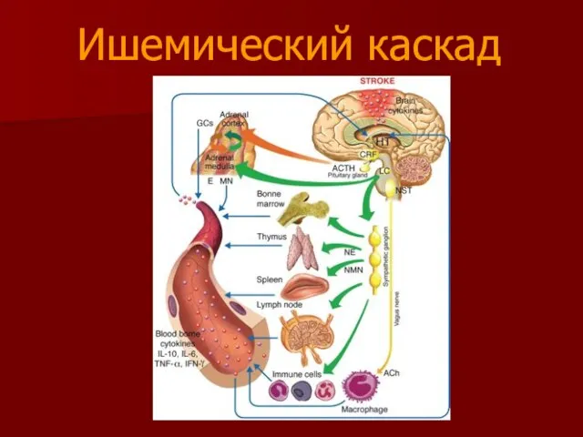 Ишемический каскад