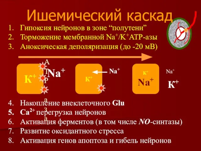 Гипоксия нейронов в зоне “полутени” Торможение мембранной Na+/K+ATP-азы Аноксическая деполяризация (до