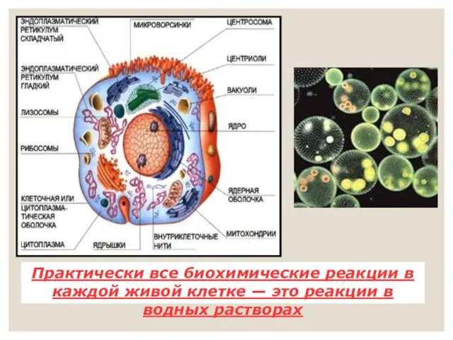 Практически все биохимические реакции в каждой живой клетке — это реакции в водных растворах