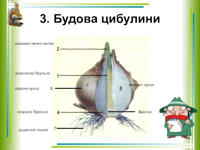 3. Будова цибулини 5 7 6 верхівкова брунька надземні зелені листки