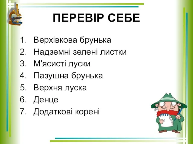 ПЕРЕВІР СЕБЕ Верхівкова брунька Надземні зелені листки М'ясисті луски Пазушна брунька Верхня луска Денце Додаткові корені