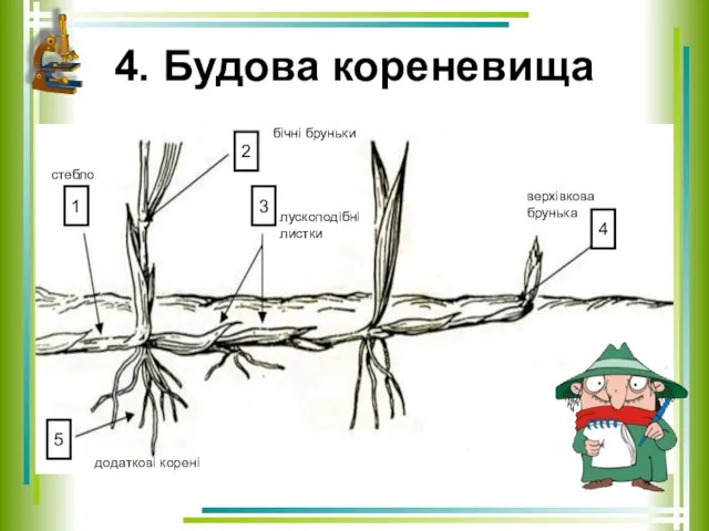 4. Будова кореневища стебло бічні бруньки лускоподібні листки верхівкова брунька додаткові корені