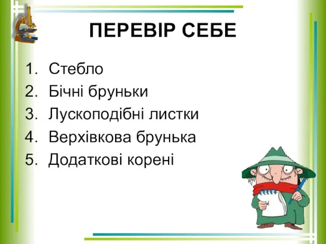 ПЕРЕВІР СЕБЕ Стебло Бічні бруньки Лускоподібні листки Верхівкова брунька Додаткові корені