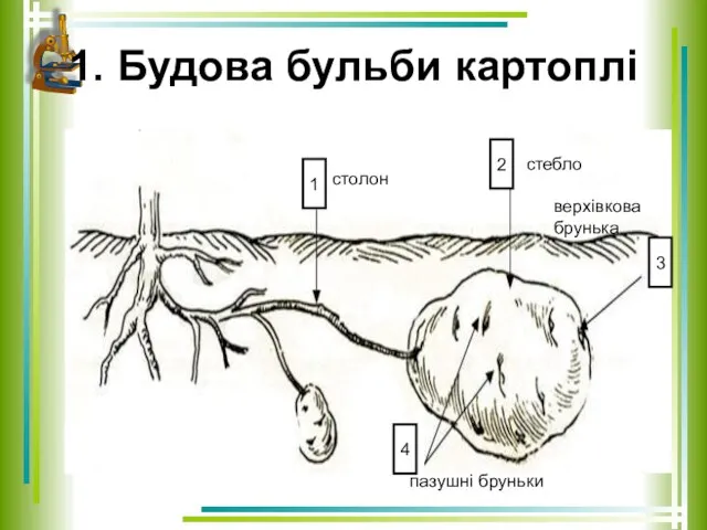 1. Будова бульби картоплі столон стебло верхівкова брунька пазушні бруньки