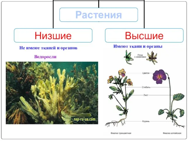 Не имеют тканей и органов Имеют ткани и органы Водоросли