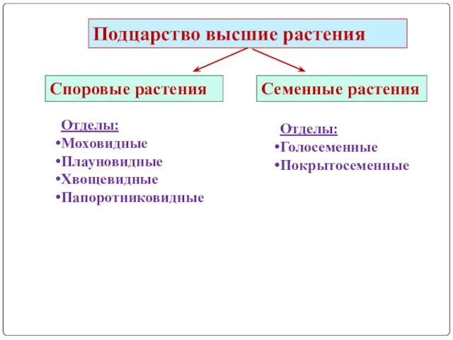 Подцарство высшие растения Споровые растения Семенные растения Отделы: Моховидные Плауновидные Хвощевидные Папоротниковидные Отделы: Голосеменные Покрытосеменные