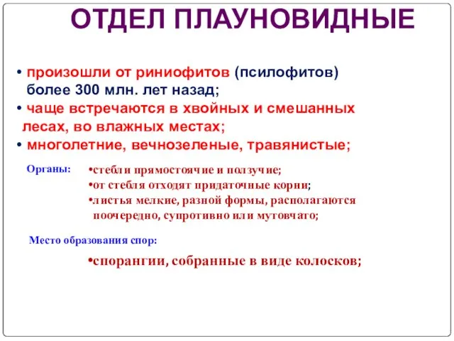 произошли от риниофитов (псилофитов) более 300 млн. лет назад; чаще встречаются