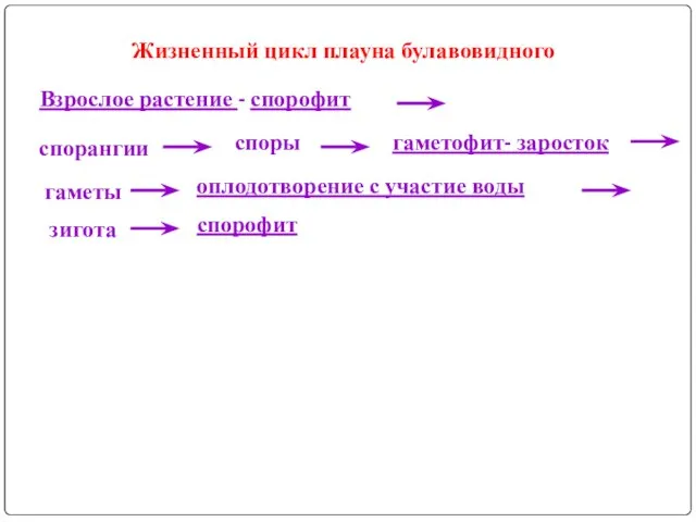 Жизненный цикл плауна булавовидного Взрослое растение - спорофит спорангии споры гаметофит-