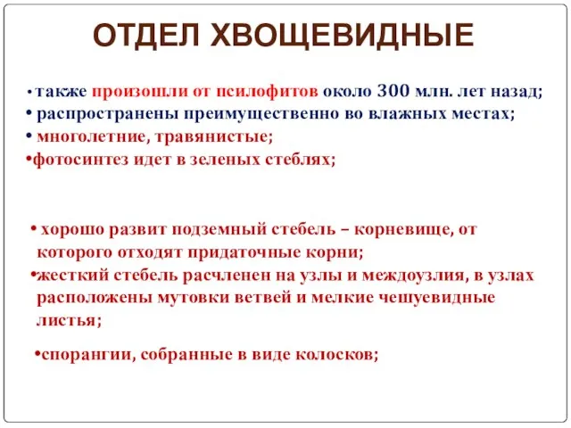 ОТДЕЛ ХВОЩЕВИДНЫЕ также произошли от псилофитов около 300 млн. лет назад;