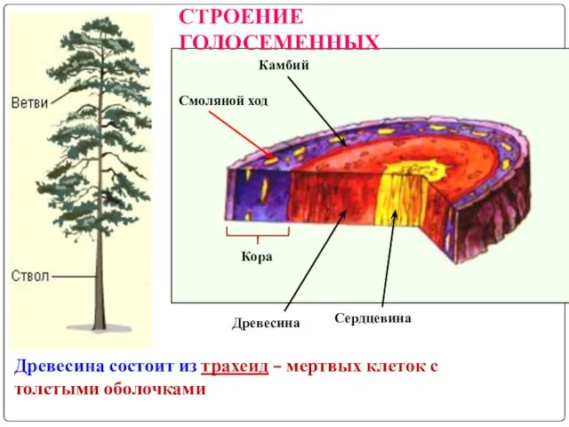 Камбий Сердцевина Древесина Кора Смоляной ход Древесина состоит из трахеид –