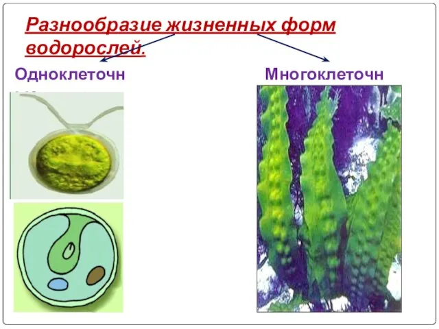 Разнообразие жизненных форм водорослей. Одноклеточные Многоклеточные