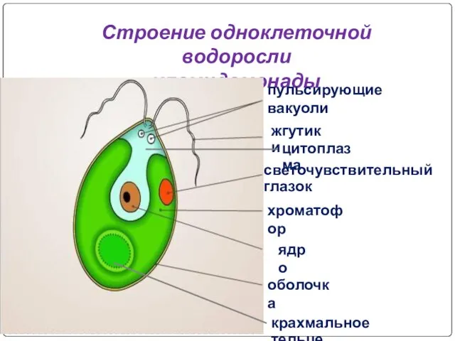 Строение одноклеточной водоросли хламидомонады жгутики пульсирующие вакуоли ядро хроматофор оболочка светочувствительный глазок крахмальное тельце цитоплазма