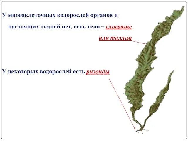 У многоклеточных водорослей органов и настоящих тканей нет, есть тело –